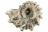 Bumpy Ammonite (Douvilleiceras) Fossil - Madagascar #343801-1